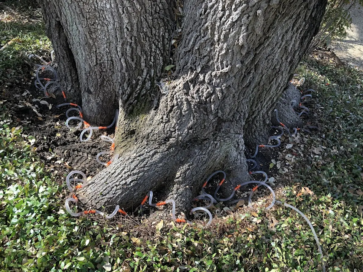 Detailed Tree Cabling and Bracing job site in Hardwick