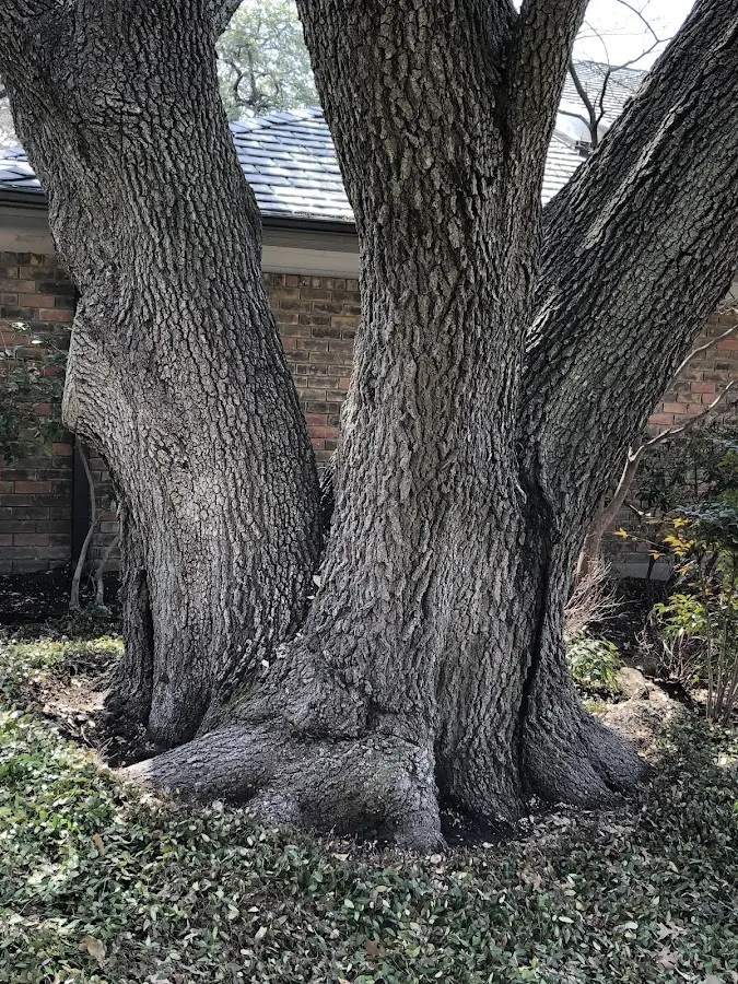 Mature heritage tree close to a Hardwick property cared for by certified arborists